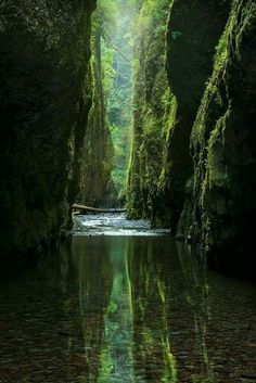 a river flowing through a lush green forest filled with lots of trees and mossy rocks