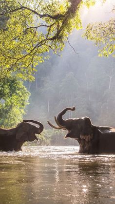 two elephants in the water playing with each other's trunks and tusks