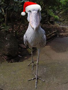 a large bird with a santa hat on it's head