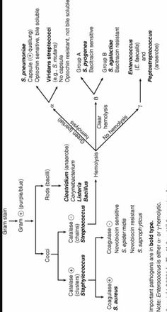 a diagram showing the flow of different types of trees