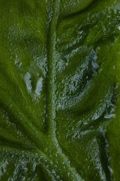 green leaves with water droplets on them