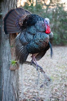 a large turkey standing on top of a tree branch