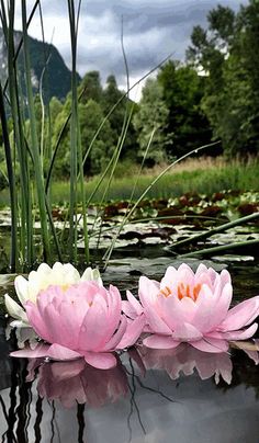 two pink water lilies floating on top of a pond