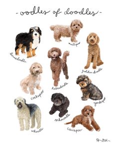 a bunch of dogs that are in different colors and sizes, with the words doodles of