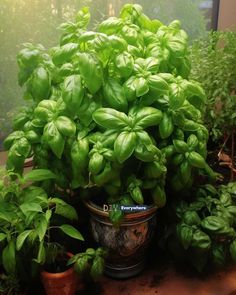 a potted basil plant sitting on top of a wooden table next to other plants