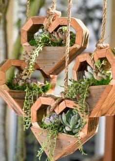 wooden hanging planters filled with succulents and plants