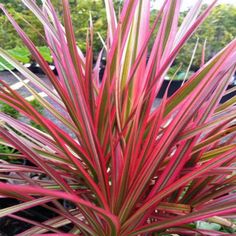 a close up of a plant with red and green leaves