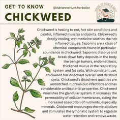 a poster with instructions on how to get to know chickweed