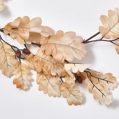 an arrangement of leaves and acorns on a white surface