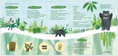 an illustrated poster with animals and plants on it's sides, in the forest