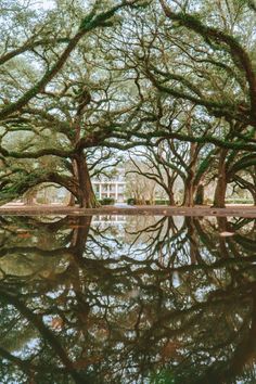 trees are reflected in the water on a sunny day