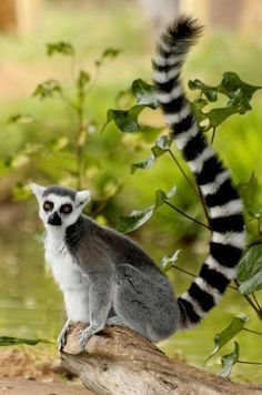 a small lemur sitting on top of a tree branch