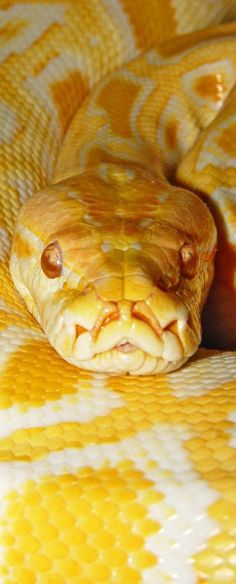 a yellow and white snake with its mouth open