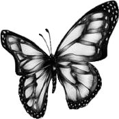 a black and white photo of a butterfly