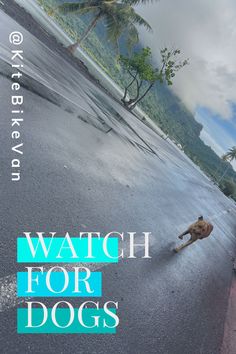 the cover of watch for dogs, with a dog running on the street and palm trees in the background