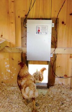 two chickens in a coop looking at each other and one chicken standing on the ground