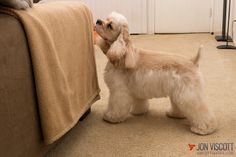 a small white dog standing next to a couch