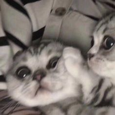 two kittens laying on top of each other with their eyes wide open and looking at the camera