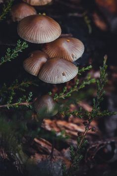 three mushrooms are growing on the forest floor