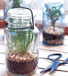 there is a jar with plants in it and scissors on the table next to it