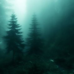 foggy forest with trees in the foreground