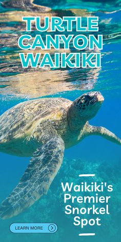 a green turtle swimming in the ocean with text reading,'wakikiki's premier snorkel spot learn more