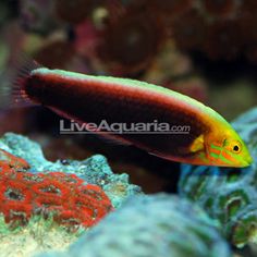 an orange and yellow fish swimming on top of corals in the ocean with other sea life