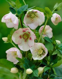 pink and white flowers with green leaves in the background