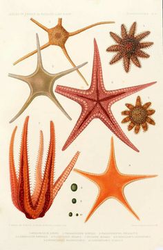 an illustration of starfishs and other sea creatures from the book marine life by john w