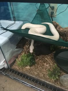 a white snake is in a glass case