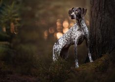 a spotted dog standing next to a tree in the forest at sunset or sunrise time