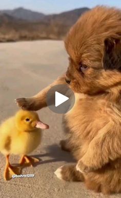 a small dog is playing with a duckling