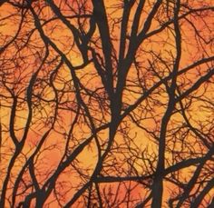 tree branches against an orange sky at sunset