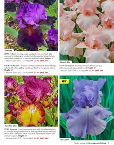 four different types of flowers are featured in this article, including purple and pink irises