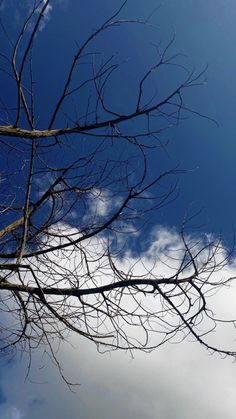 an airplane is flying in the blue sky with no leaves on it's branches