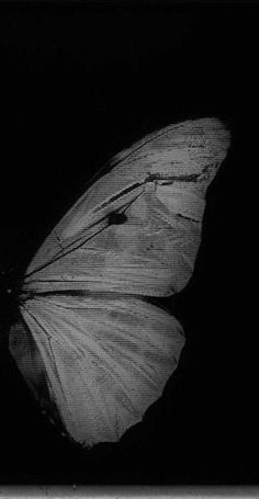 a black and white photo of a butterfly in the dark with its wings spread out