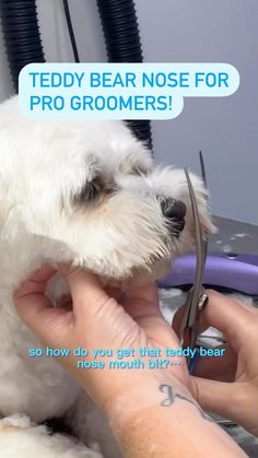 Schnoodle Grooming, Teddy Bear Dog Haircut, Yorkie Teddy Bear Cut, Poodle Teddy Bear Cut, Yorkie Haircuts