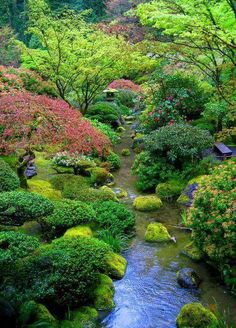 a small stream running through a lush green forest filled with lots of trees and bushes