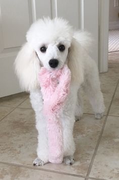 a white poodle with a pink scarf around its neck standing in front of a door