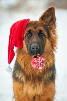 a german shepherd dog wearing a red santa hat with snowflakes on it's ears