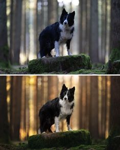 two pictures of a dog in the woods one is black and white, the other is blue