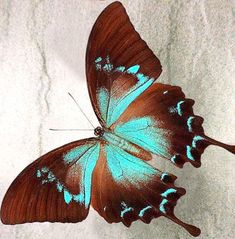 a blue and brown butterfly sitting on top of a white sheet