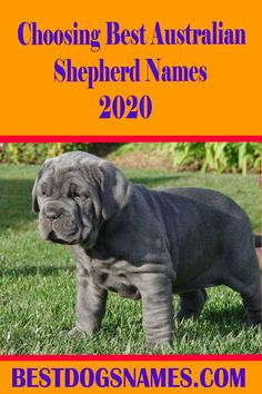 a large gray dog standing on top of a lush green grass covered field with the words choosing best australian shepherd names 2020