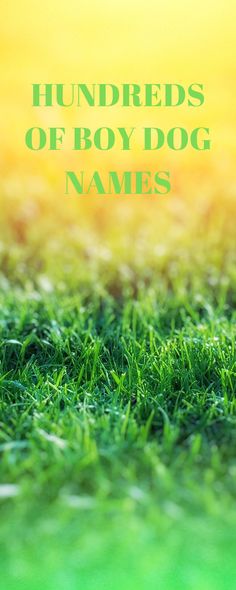 the words hundreds of boy dog names are in green grass