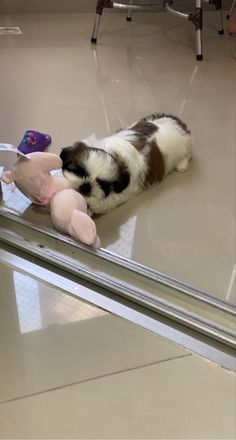 a stuffed animal laying on top of a conveyor belt at a pet store,