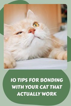 a cat laying on top of a bed with the caption 10 tips for bonding with your cat that actually work