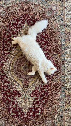 a white cat laying on top of a rug