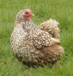 a brown and white chicken standing in the grass