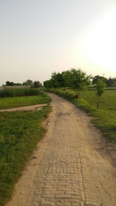 a dirt road with grass and trees on both sides