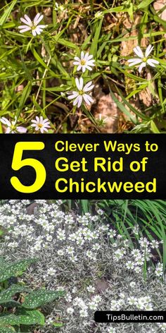 flowers with the words 5 clever ways to get rid of chickweed in front of them